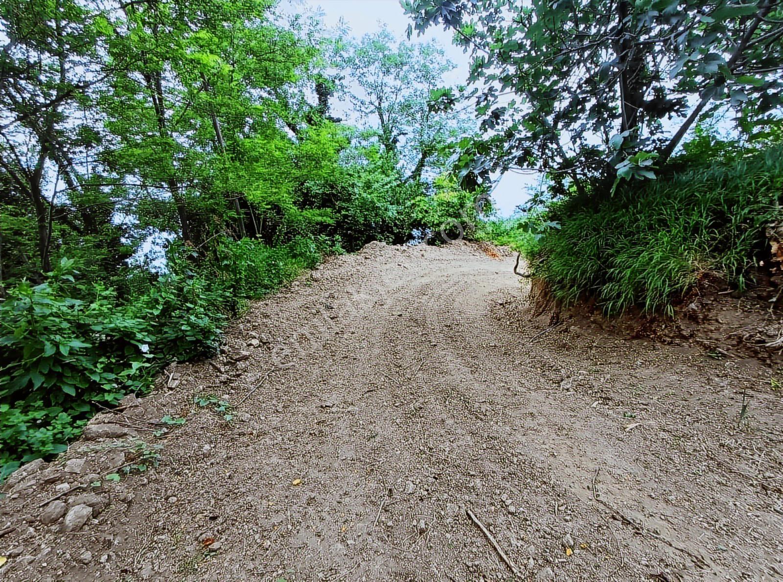 Perşembe Ramazan Mahallesi Hoynat'ta 545 M2. Satılık Bahçe - Görsel 3