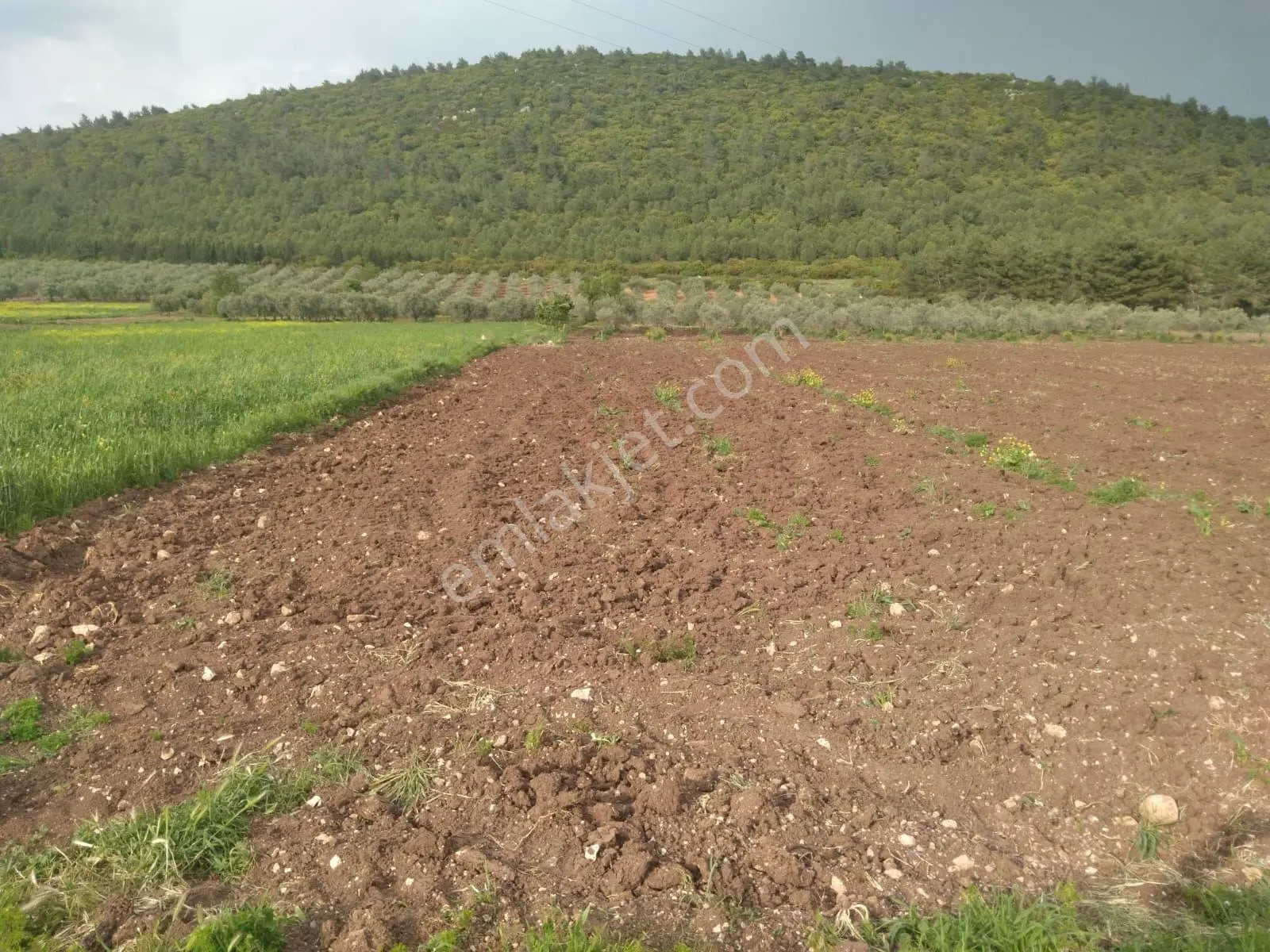 Saruhanlı Seyitobada Çok Acil Satılık Tarla