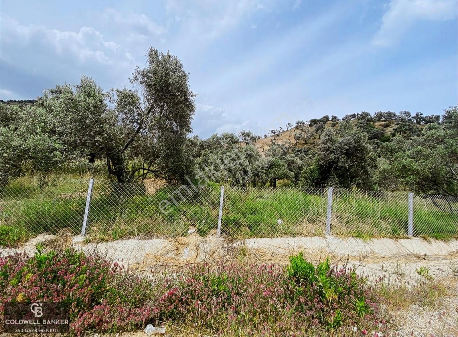 Aydın Sultanhisar Yola Cepheli Satılık Zeytinlik - Görsel 16