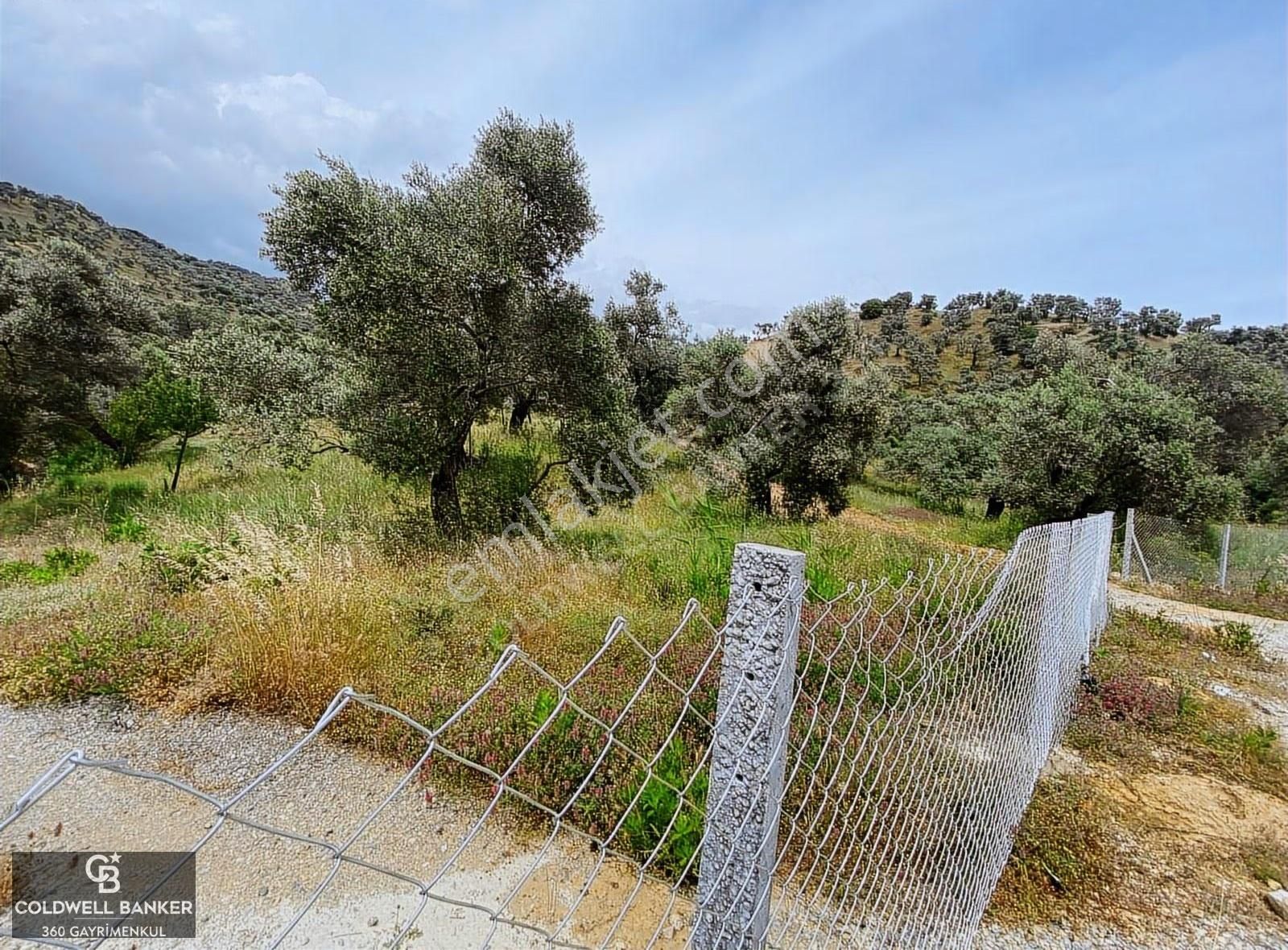 Aydın Sultanhisar Yola Cepheli Satılık Zeytinlik - Görsel 8