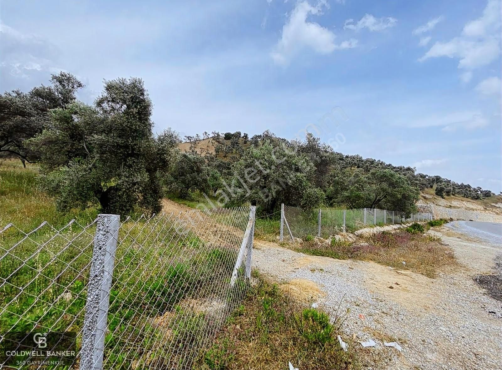 Aydın Sultanhisar Yola Cepheli Satılık Zeytinlik - Görsel 17