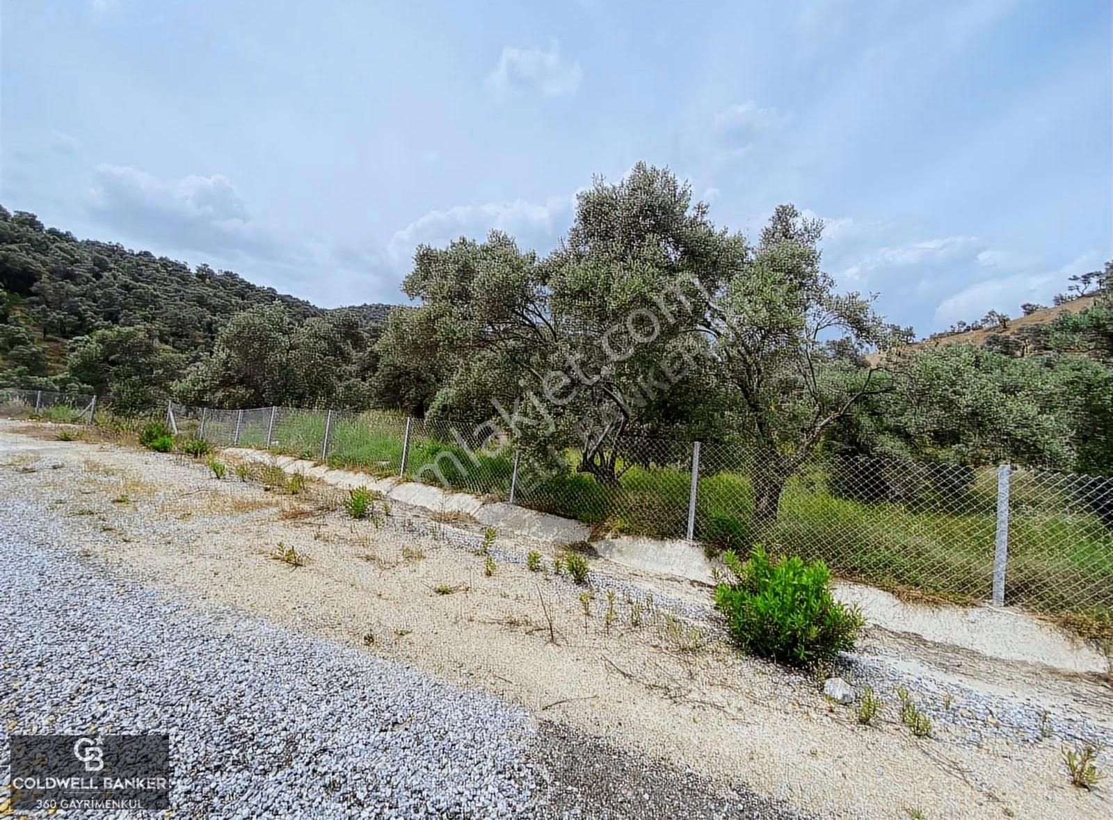 Aydın Sultanhisar Yola Cepheli Satılık Zeytinlik - Görsel 7