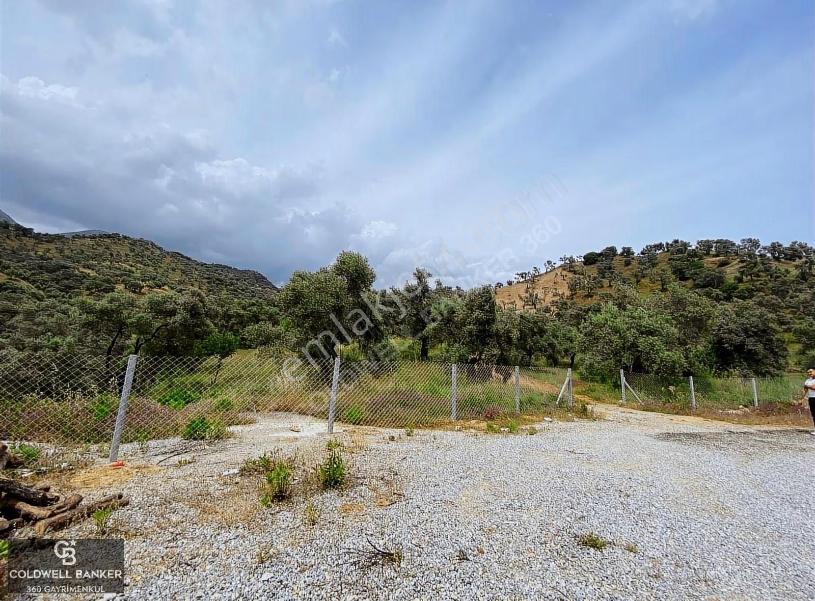 Aydın Sultanhisar Yola Cepheli Satılık Zeytinlik - Görsel 9