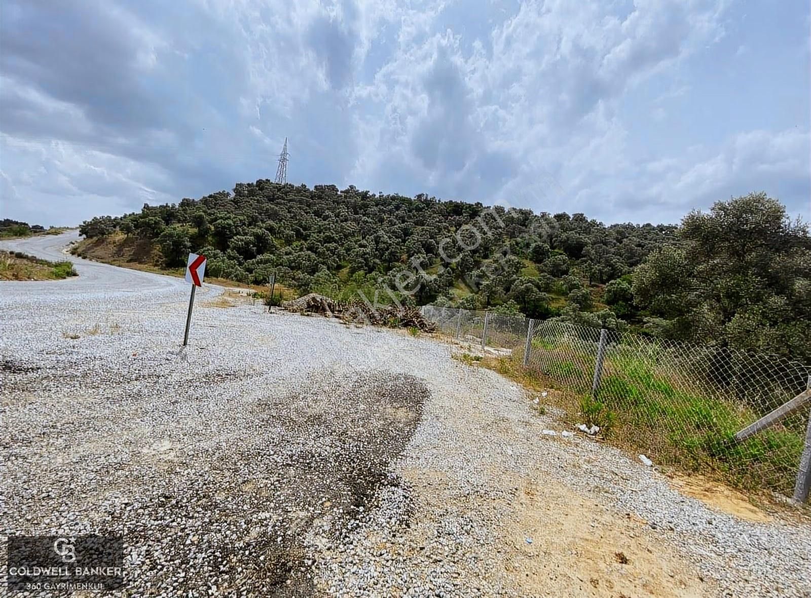 Aydın Sultanhisar Yola Cepheli Satılık Zeytinlik - Görsel 11