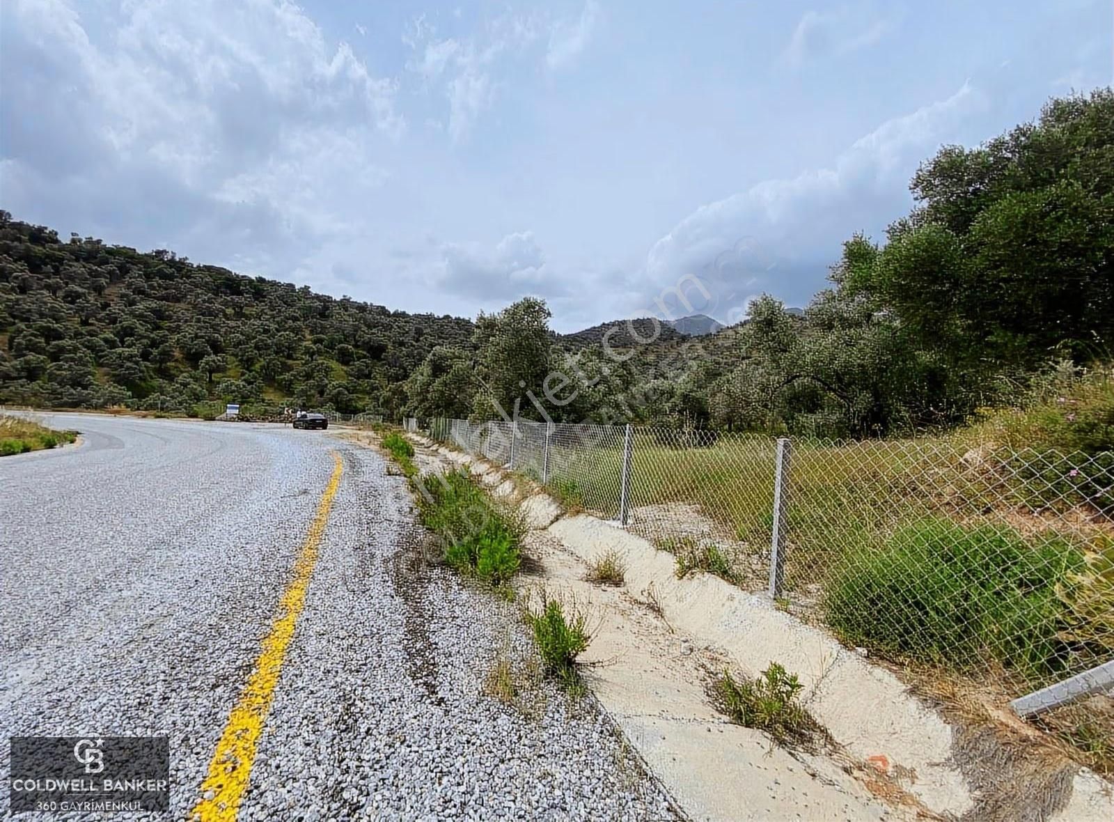 Aydın Sultanhisar Yola Cepheli Satılık Zeytinlik - Görsel 2