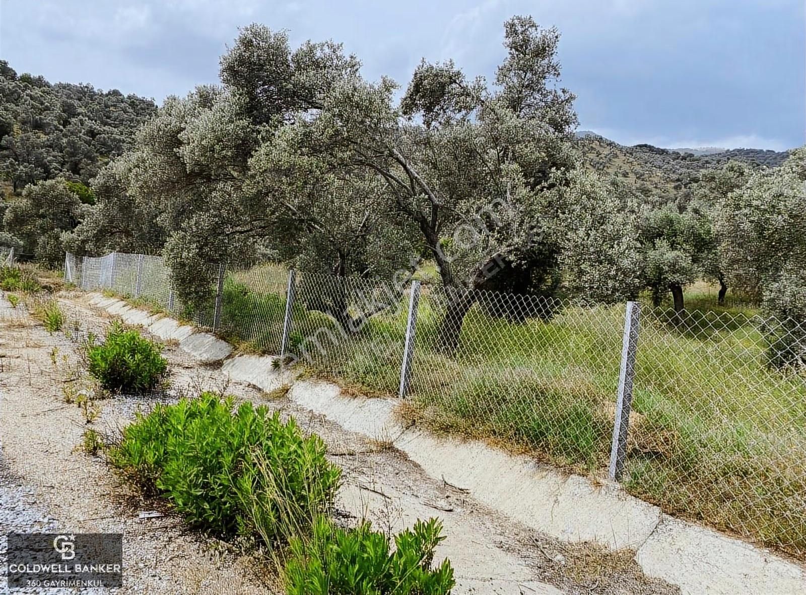 Aydın Sultanhisar Yola Cepheli Satılık Zeytinlik - Görsel 10