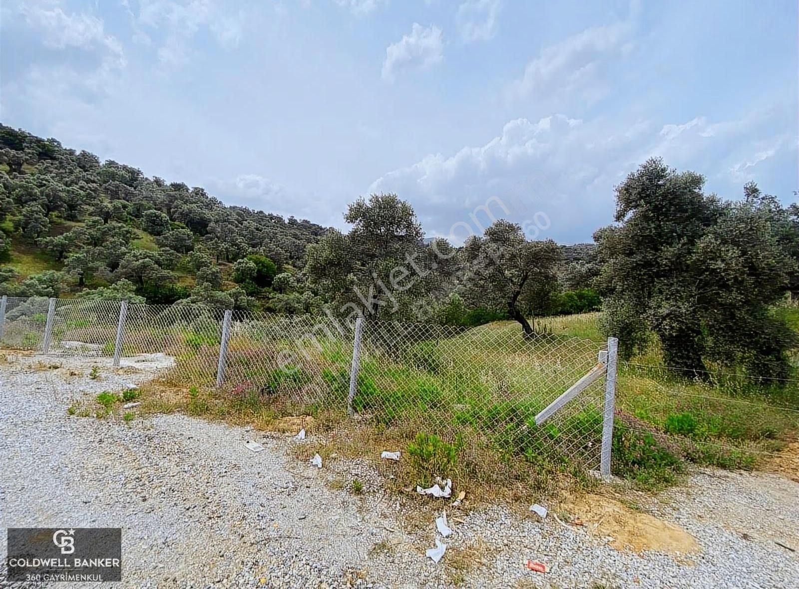 Aydın Sultanhisar Yola Cepheli Satılık Zeytinlik - Görsel 12
