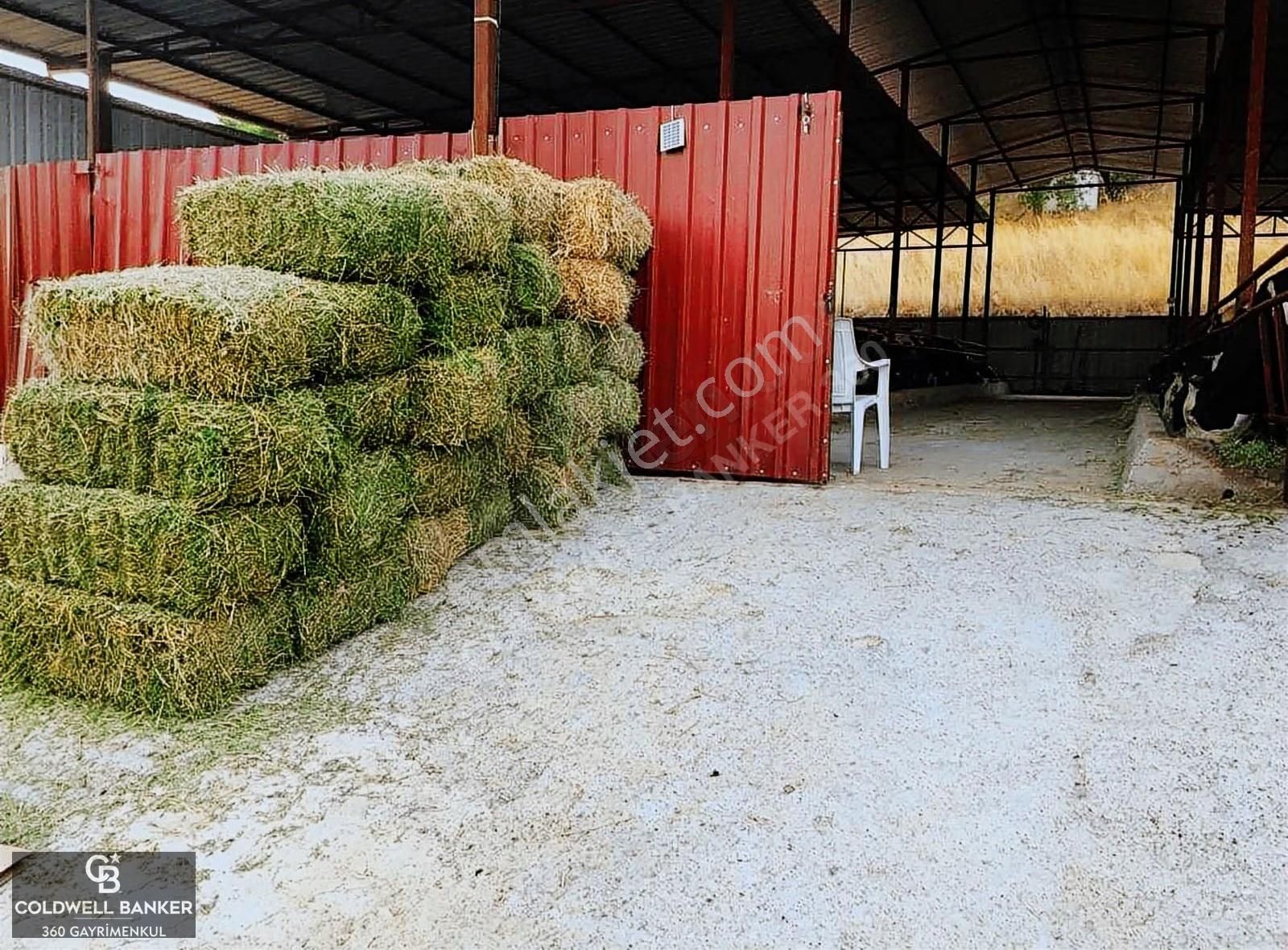 Güzelbahçe Yelki'de Satılık Tarla Ve Yapı Ruhsatlıbesi Çiftliği - Görsel 7