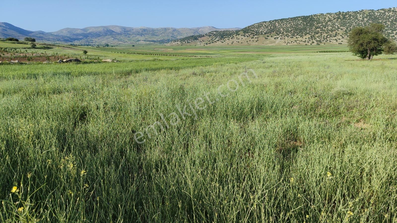 Korkuteli Sülekler De Satılık 2.277m2 Tarla Resmi Yolu Var - Görsel 11