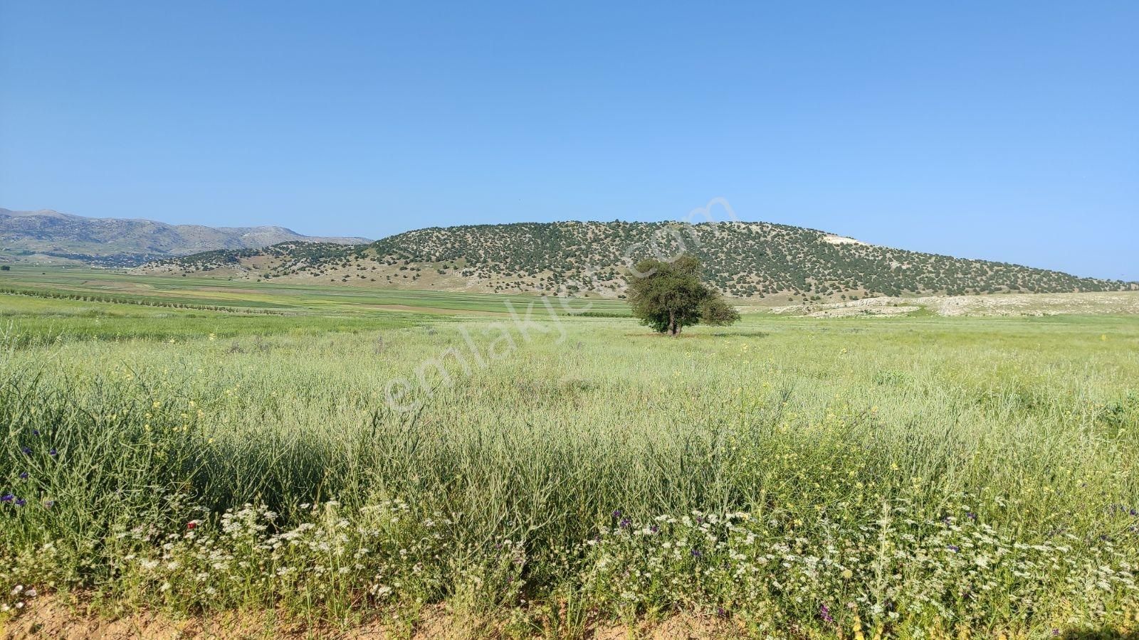 Korkuteli Sülekler De Satılık 2.277m2 Tarla Resmi Yolu Var - Görsel 2