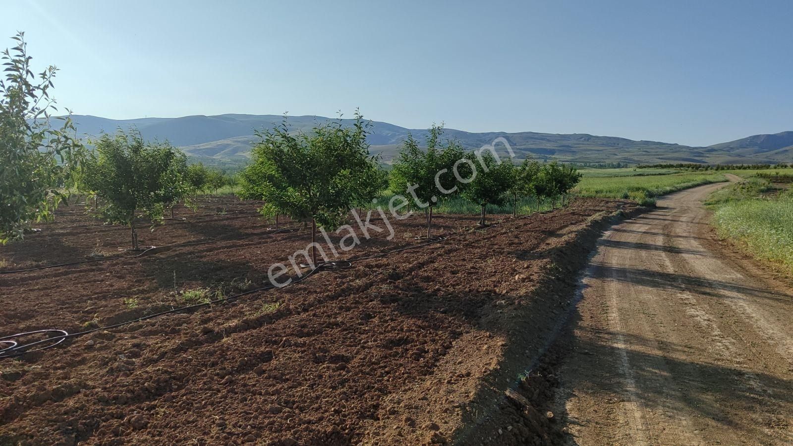 Korkuteli Sülekler De Satılık 2.277m2 Tarla Resmi Yolu Var - Görsel 12