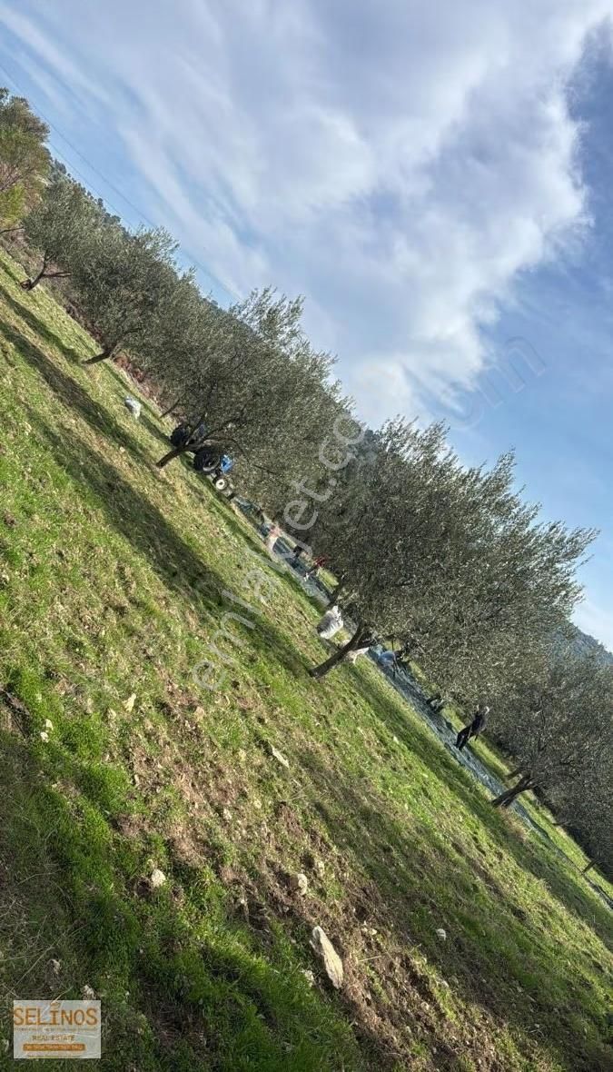 Bergama Koyuneli Köyünde 2000 M2 Zeytinlik