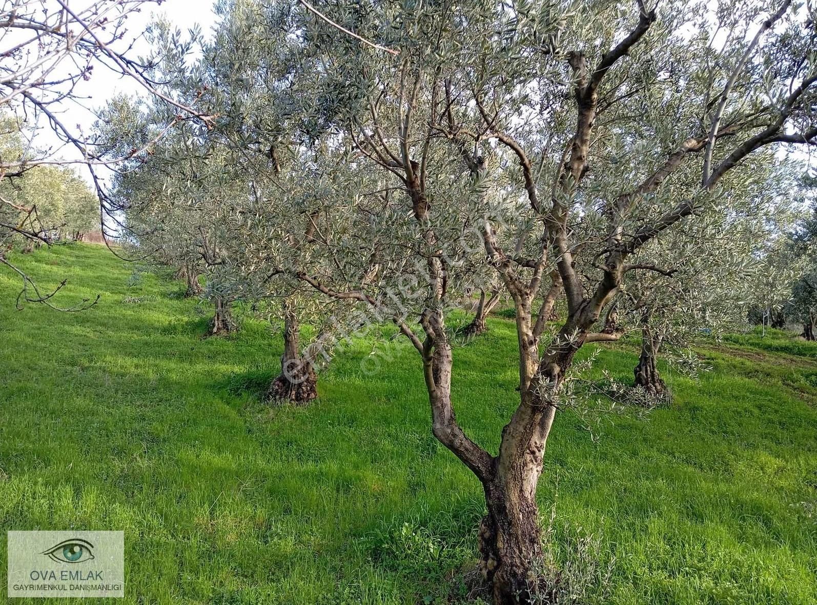 Ova Emlaktan Yola Cephe Tarla - Görsel 4