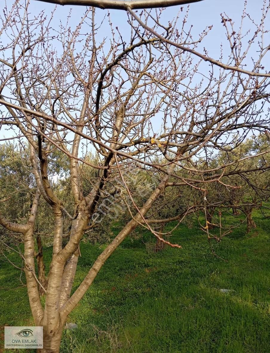 Ova Emlaktan Yola Cephe Tarla - Görsel 6