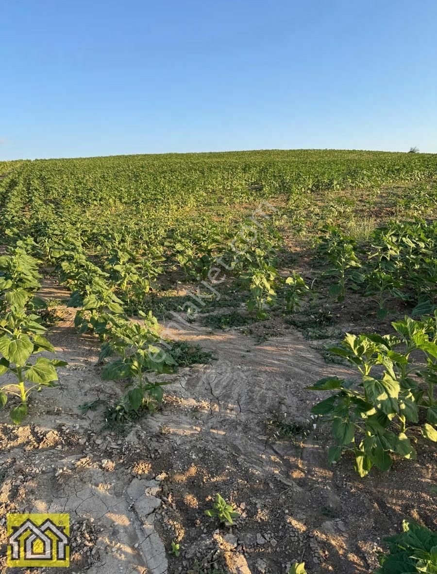 Aşağı Kırda Satılık 16 Buçuk Dönüm Verimli Tarla - Görsel 2