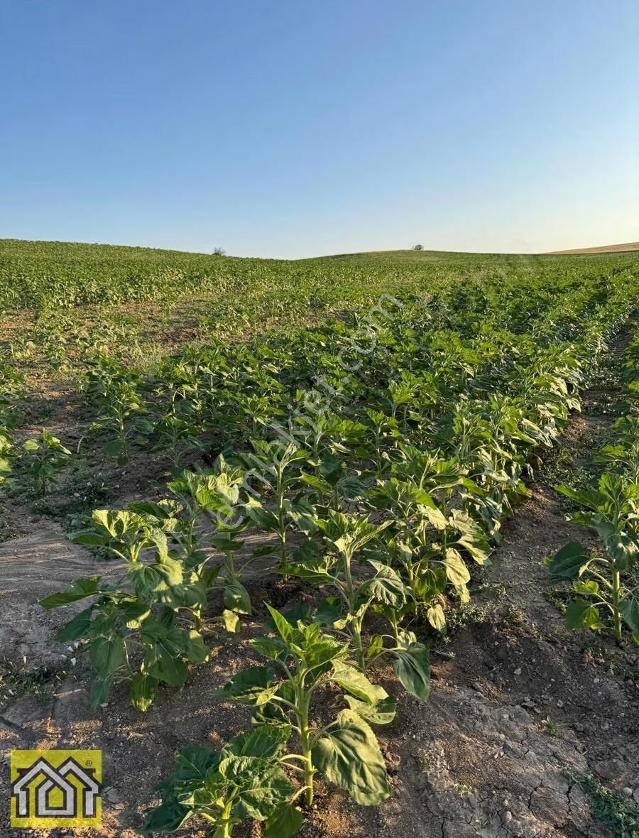 Aşağı Kırda Satılık 16 Buçuk Dönüm Verimli Tarla