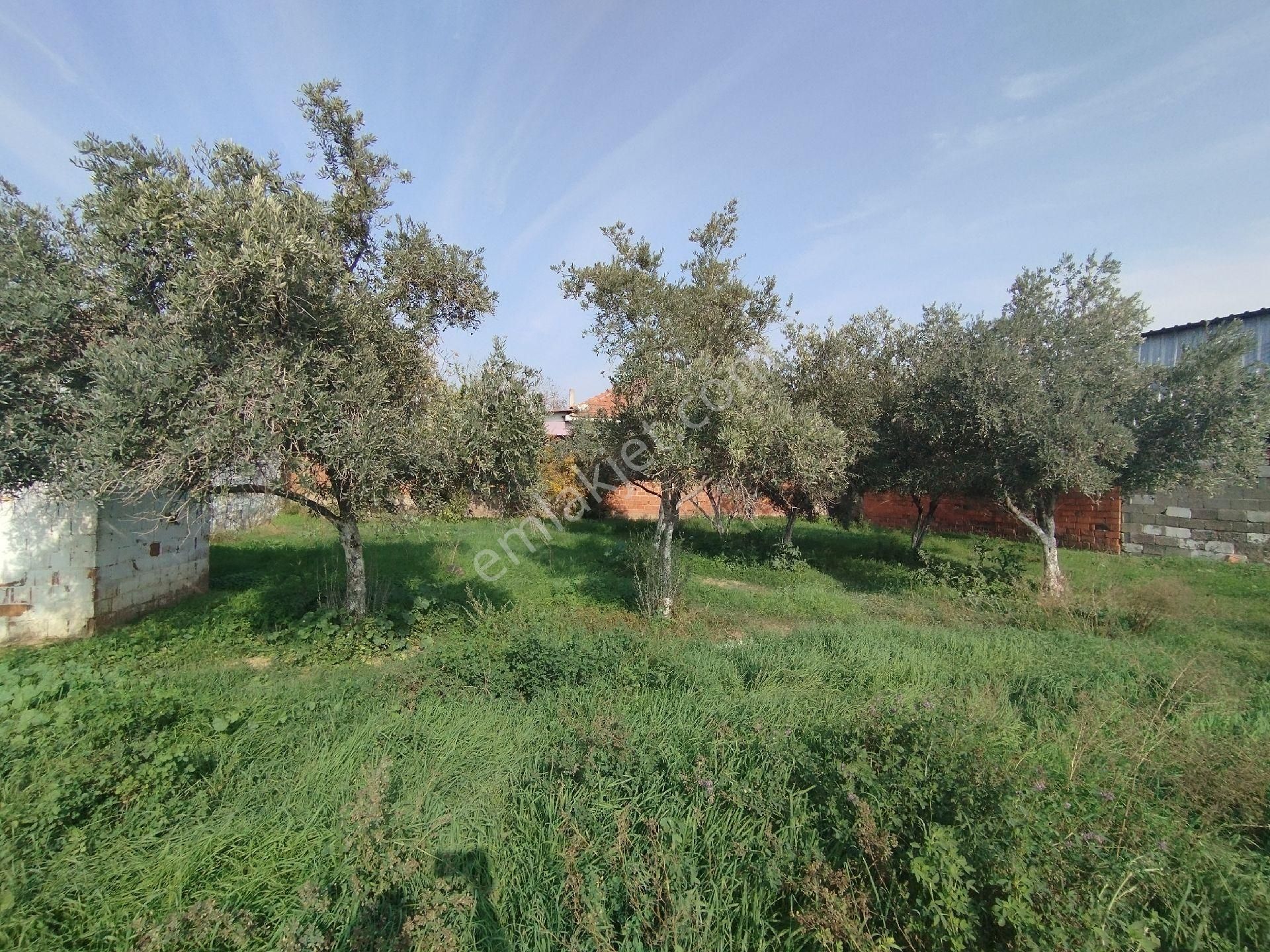 Müstakil Ev Ve Arsası - Görsel 15