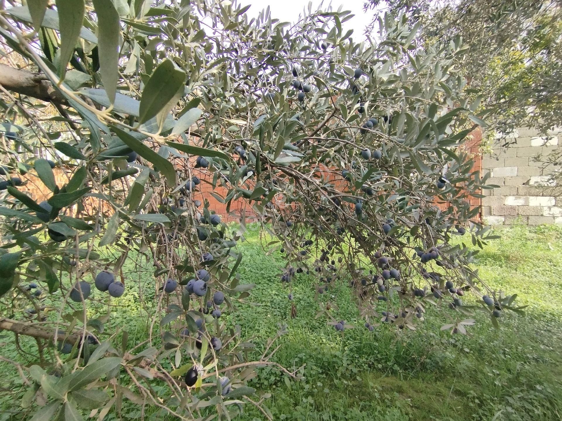 Müstakil Ev Ve Arsası - Görsel 11