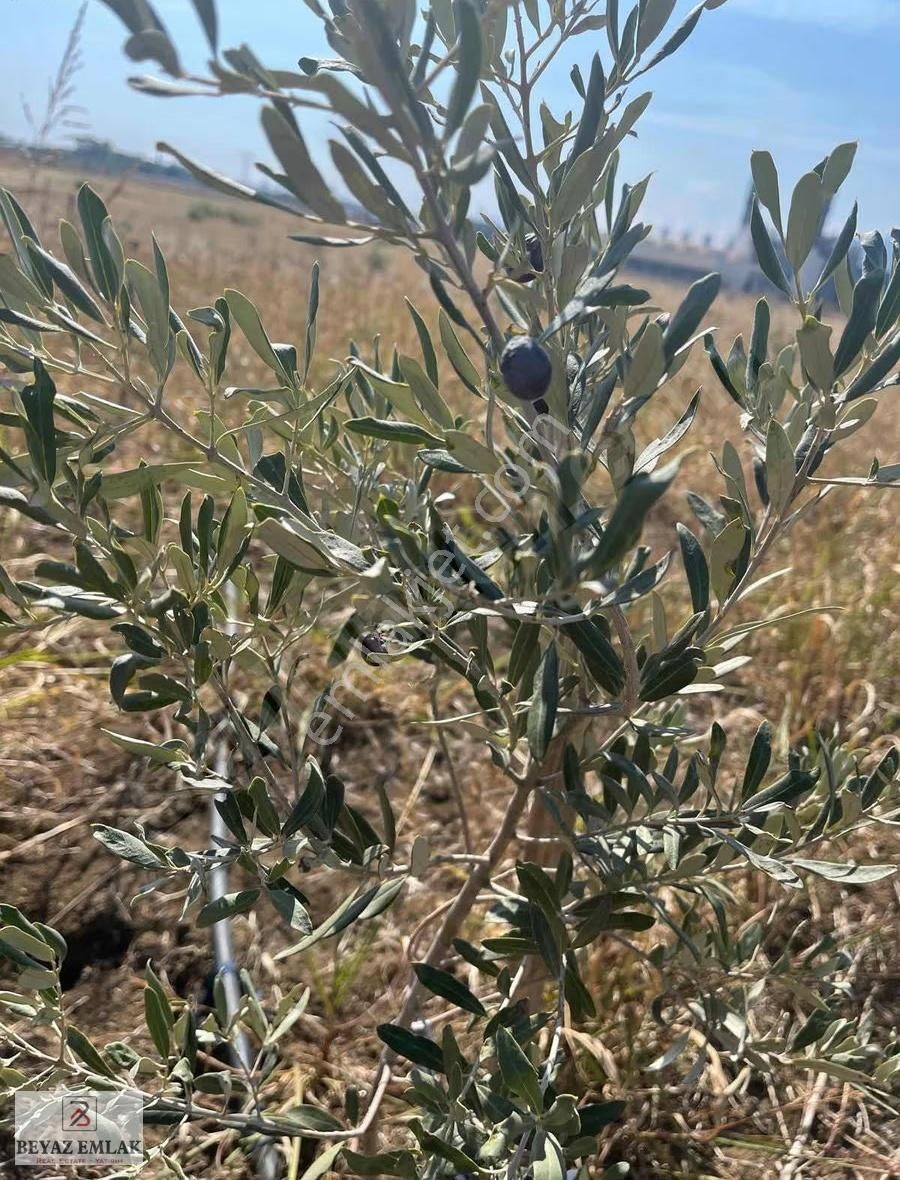 Kovanlık'ta 4000 M2 Ana Yola Yakın Tek Tapu Fırsat Arazi - Görsel 2