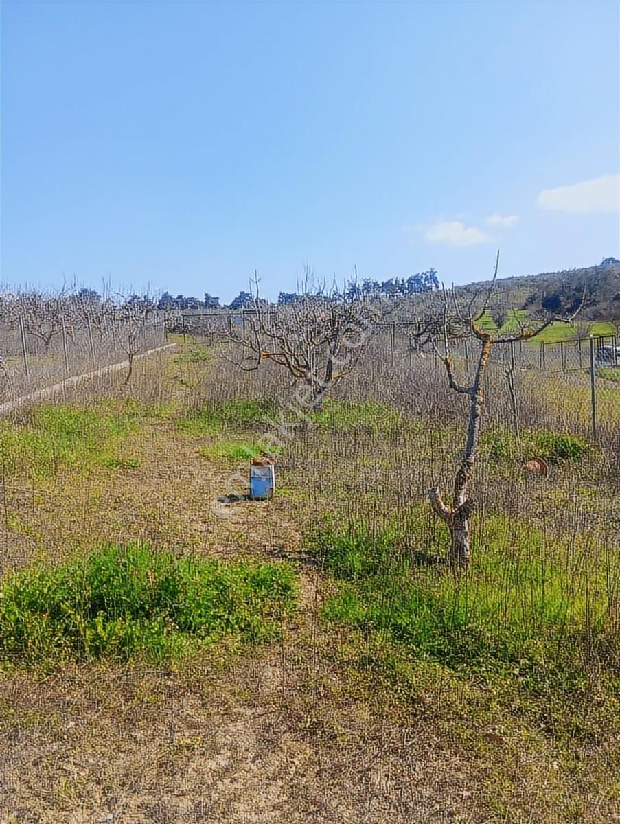 Mükemmel Konumda Dip Fiyat Hobi Bahçesi - Görsel 8