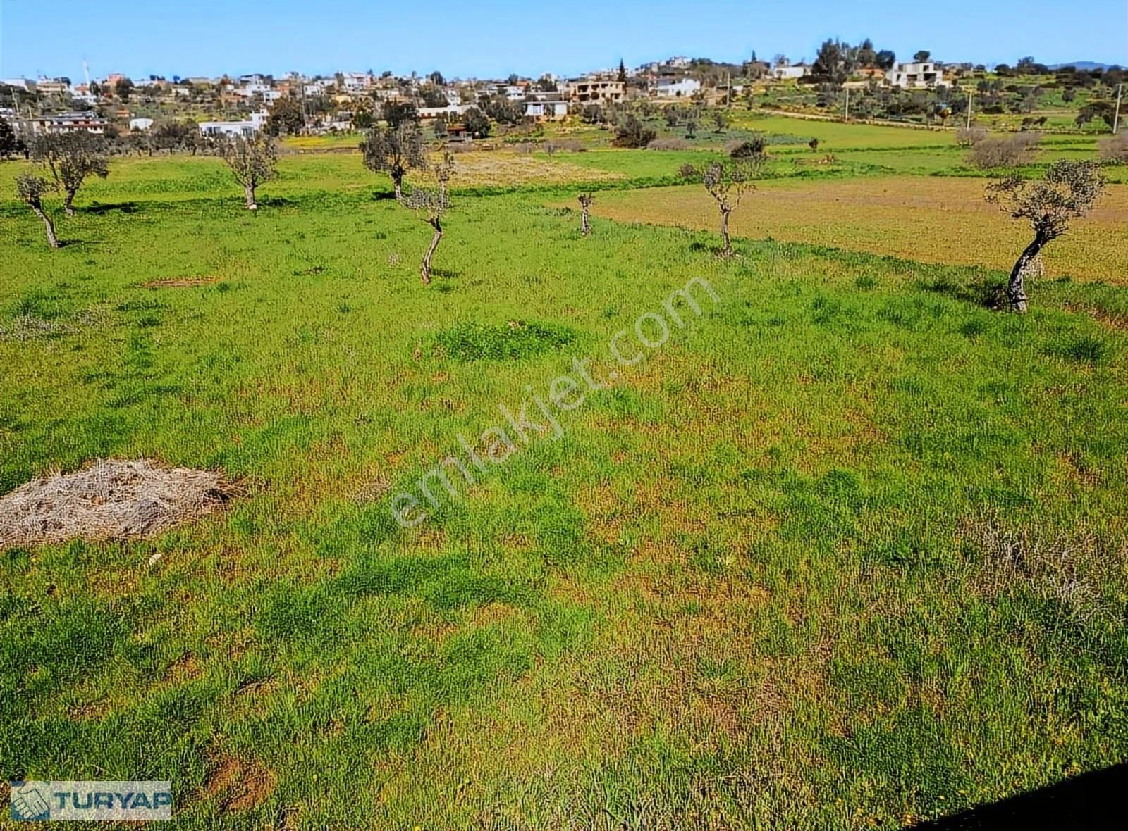 Milas Meşelik'te Köyiçi İmar Sınırında Fırsat Tarla - Görsel 7