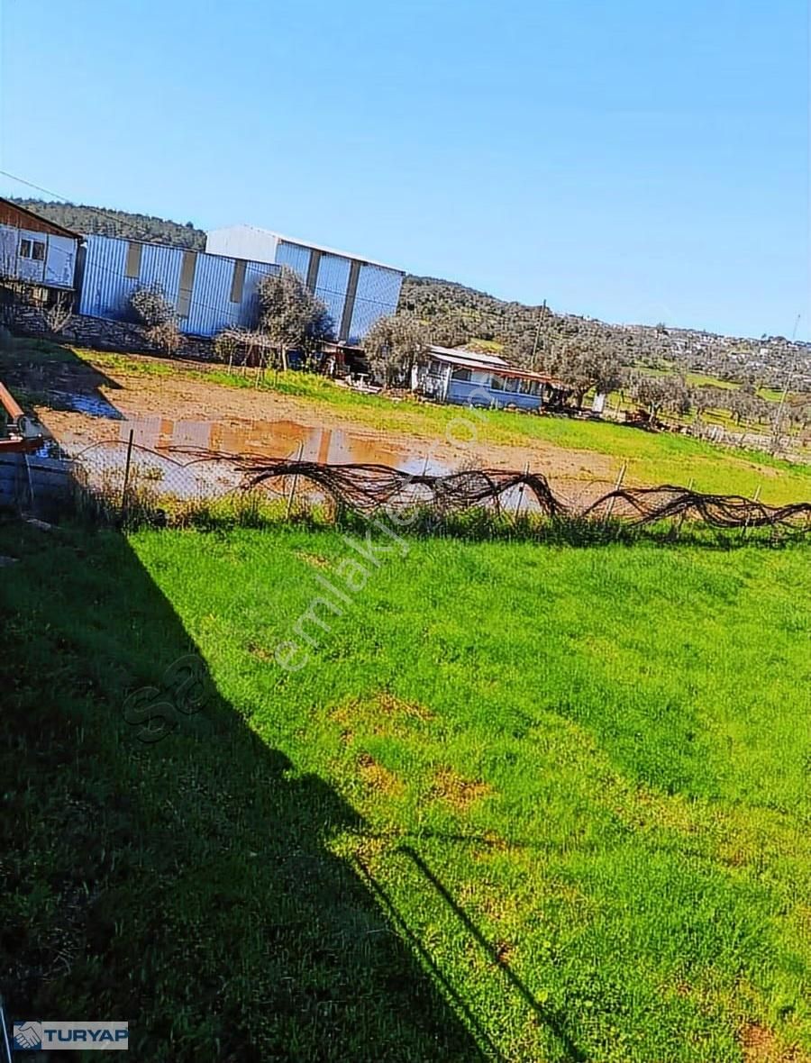 Milas Meşelik'te Köyiçi İmar Sınırında Fırsat Tarla - Görsel 4