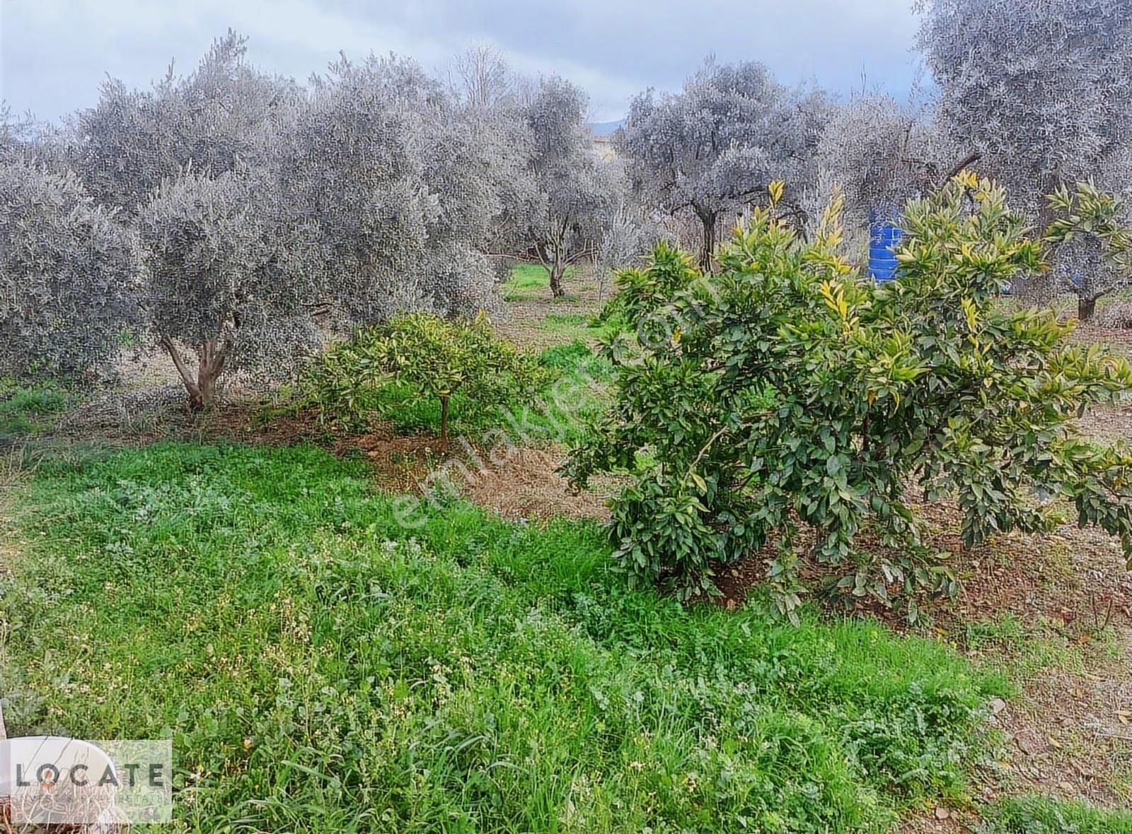 Satılık Kemalpaşa Armutlu'da Bakımlı Zeytinlik Ve Ev - Görsel 8