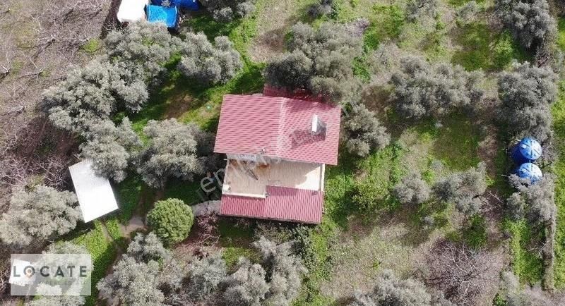 Satılık Kemalpaşa Armutlu'da Bakımlı Zeytinlik Ve Ev - Görsel 14