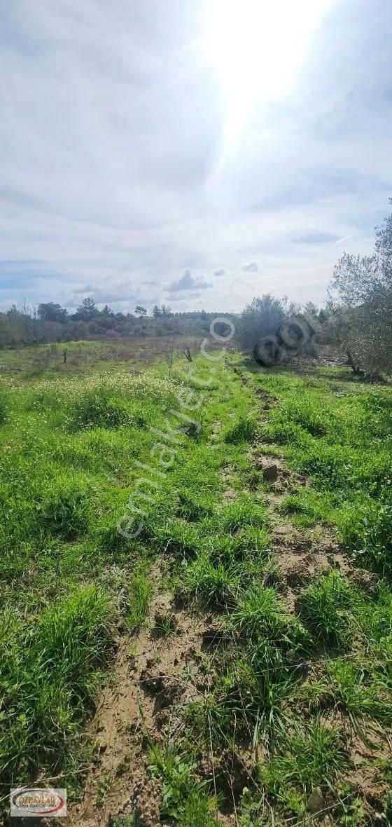 Antalya Manavgat Evrenyavşı'da Satılık Tarla - Görsel 2