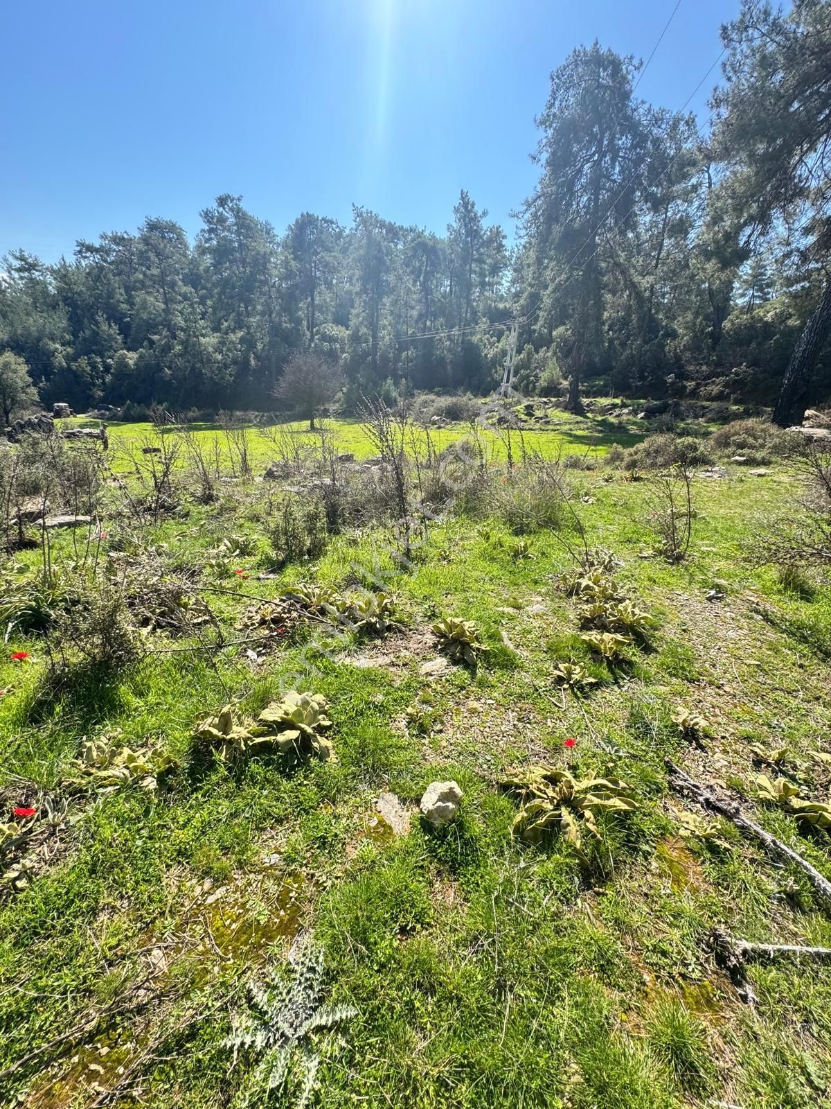 Ege'de, Muğla-bodrum Yoluna 100 Metre | 2.268 M² Düz Tarla - Görsel 2