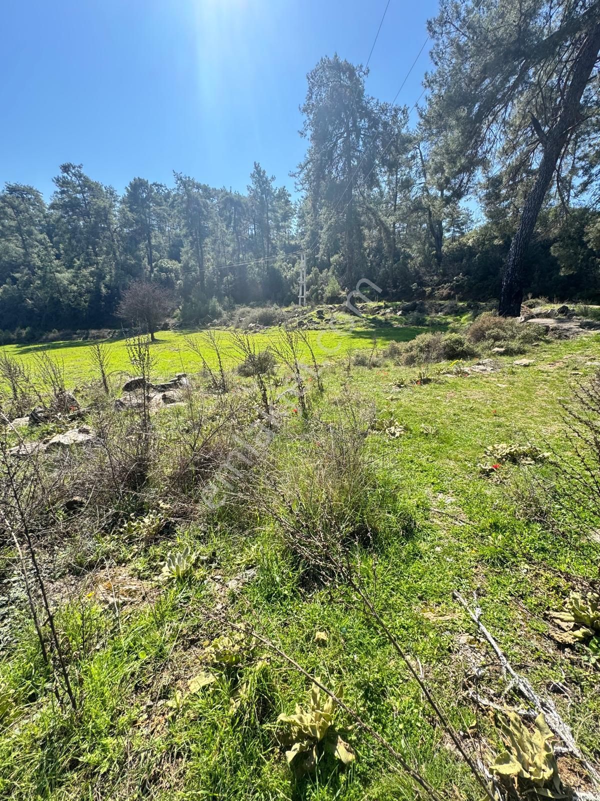 Ege'de, Muğla-bodrum Yoluna 100 Metre | 2.268 M² Düz Tarla - Görsel 6