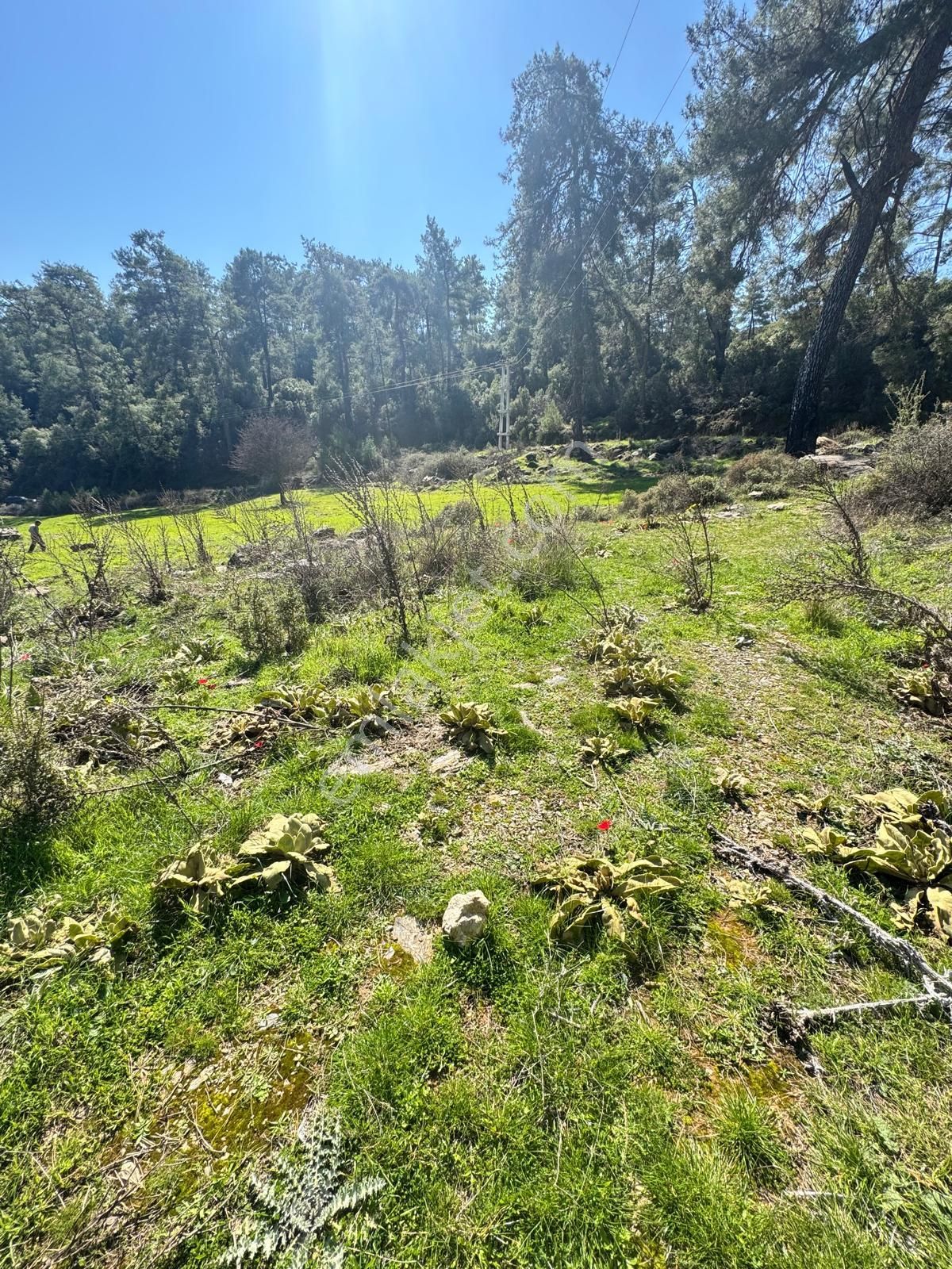 Ege'de, Muğla-bodrum Yoluna 100 Metre | 2.268 M² Düz Tarla - Görsel 3