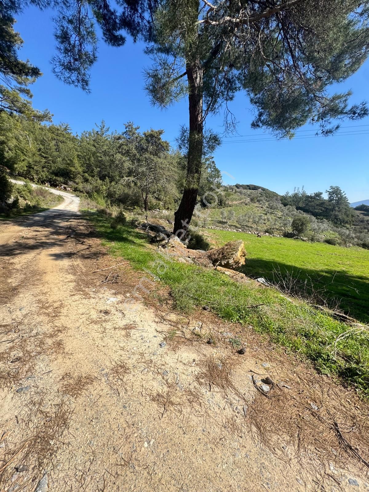 Ege'de, Muğla-bodrum Yoluna 100 Metre | 2.268 M² Düz Tarla - Görsel 11