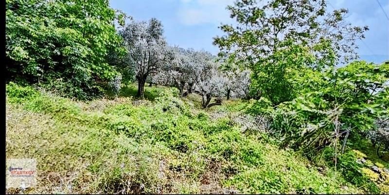 İzmir Bayındır Hisarlık Köyünde 3503 M2 Satılık Bahçe - Görsel 4