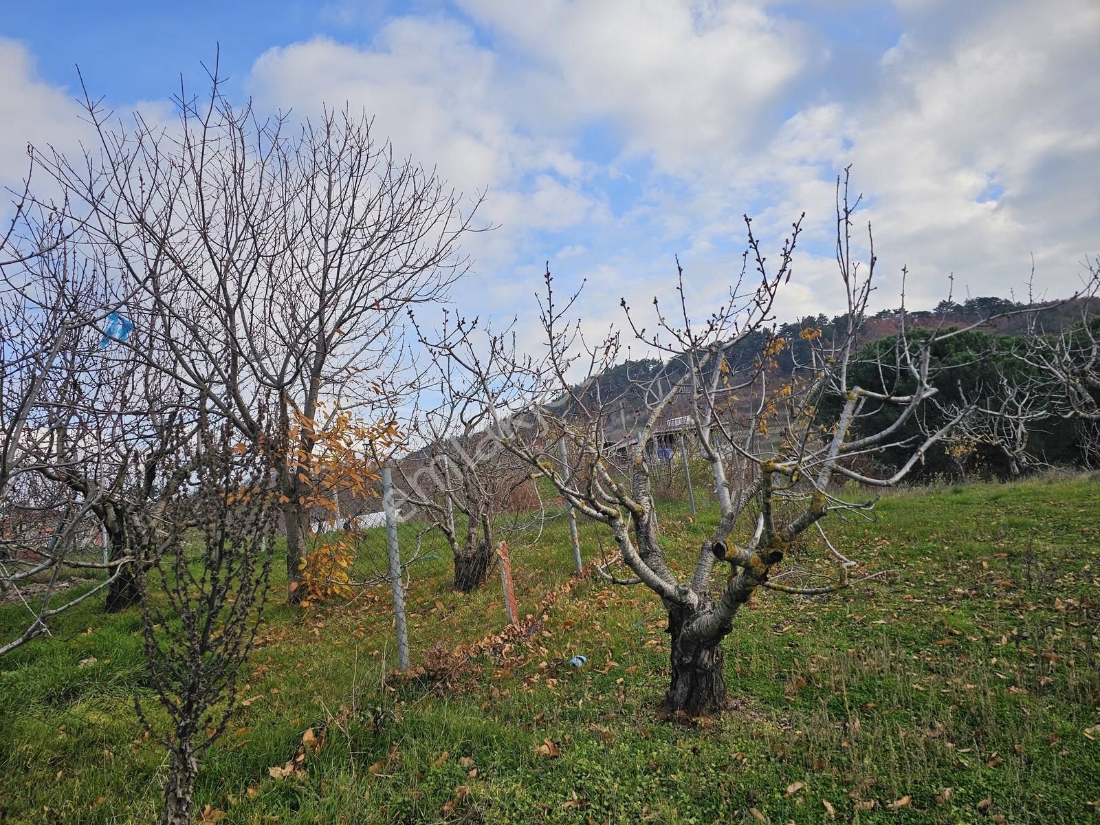 Bayındır Çınardibi'nde 250m² İnşaat İzinli - Meyvelik Ve Manzara