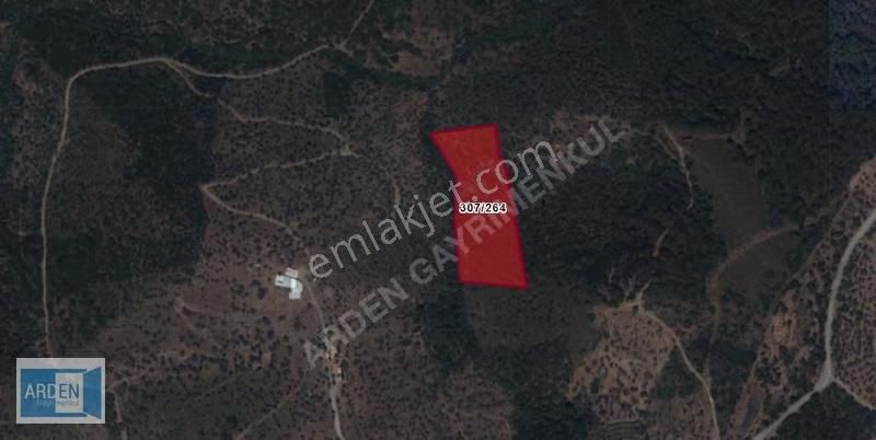 Seferihisar Ulamış'ta 10.783m² Zeytinlik: Yatırımlık Fırsat!