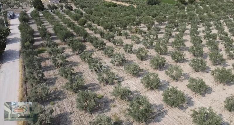 Akman Gayrimenkul'den Üçpınar Mah'de Satılık 7500 M2 Arazi Ve Ev - Görsel 4