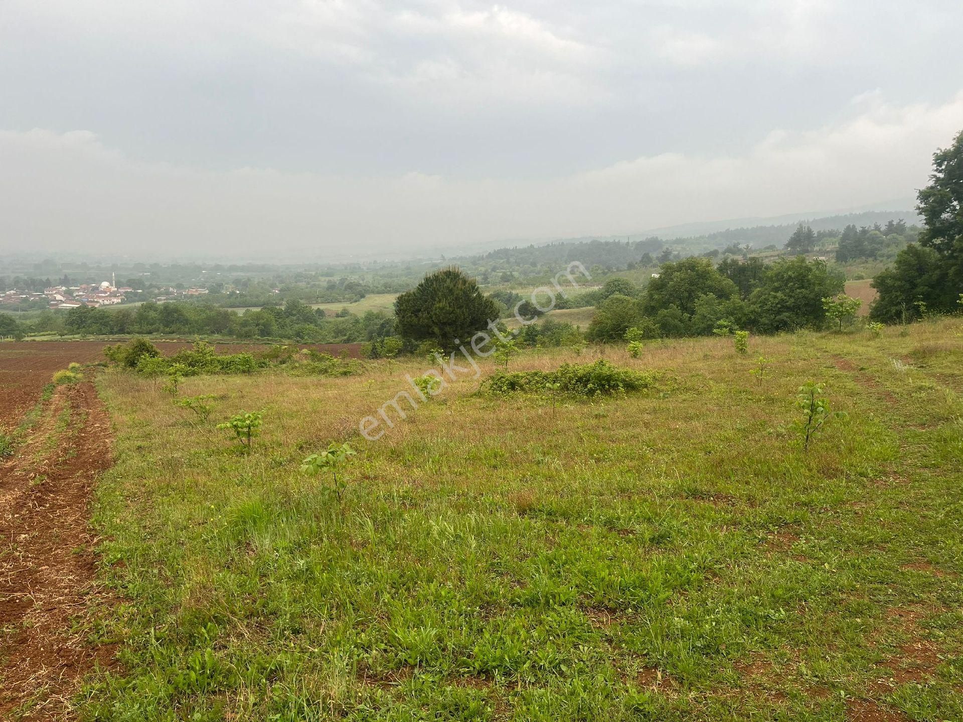 2800 M2 Acil Satılık Tarla - Görsel 2