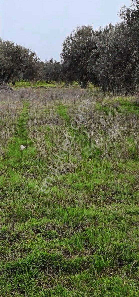 Osb Yanı Yatırımlık Hesaplı Arazi - Görsel 2