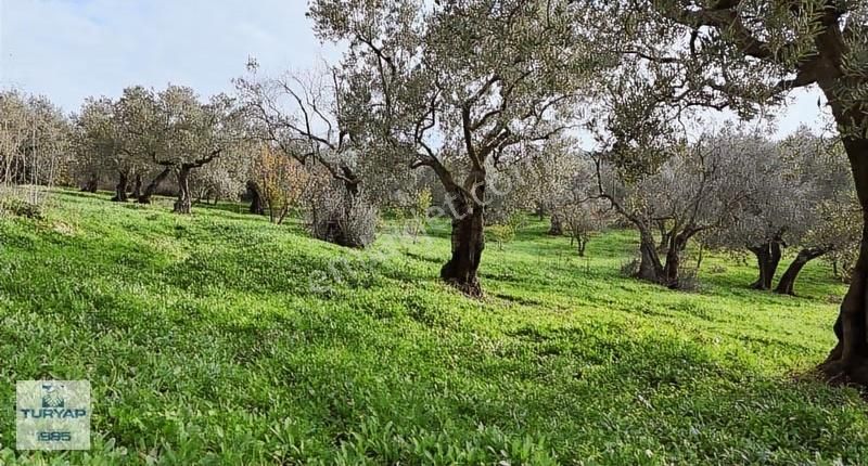 Turyap'tan;gemlik Umurbeyde,bakımlı,kadastro Yolu Olan Zeytinlik - Görsel 2