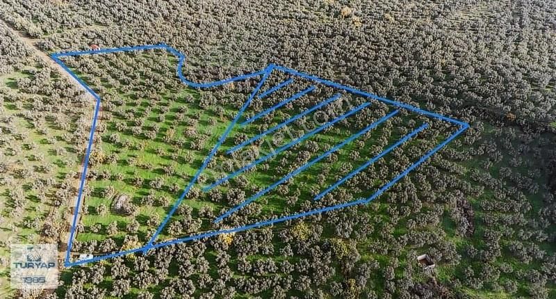 Turyap'tan;gemlik Umurbeyde,bakımlı,kadastro Yolu Olan Zeytinlik - Görsel 3