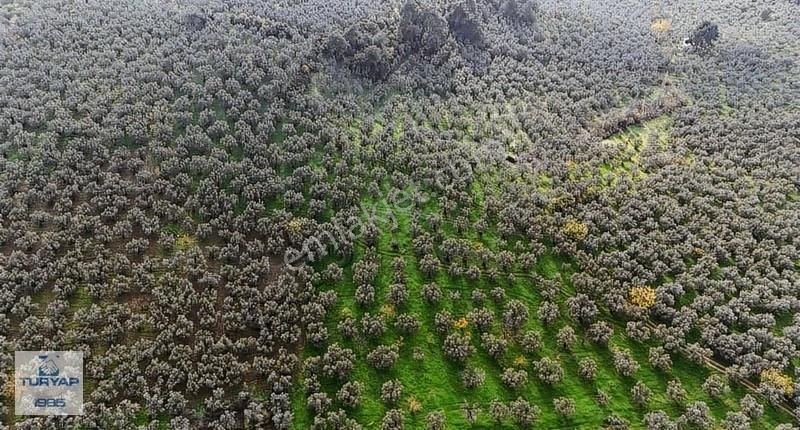 Turyap'tan;gemlik Umurbeyde,bakımlı,kadastro Yolu Olan Zeytinlik - Görsel 5