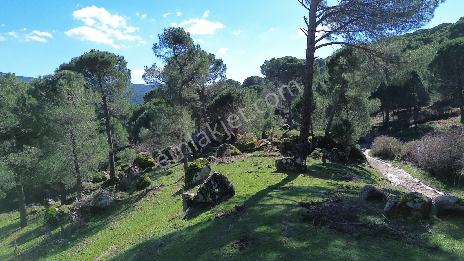 Bergama Kozak Göbeller Mahallesinde Satılık 3.966m2 Fıstıklık - Görsel 15