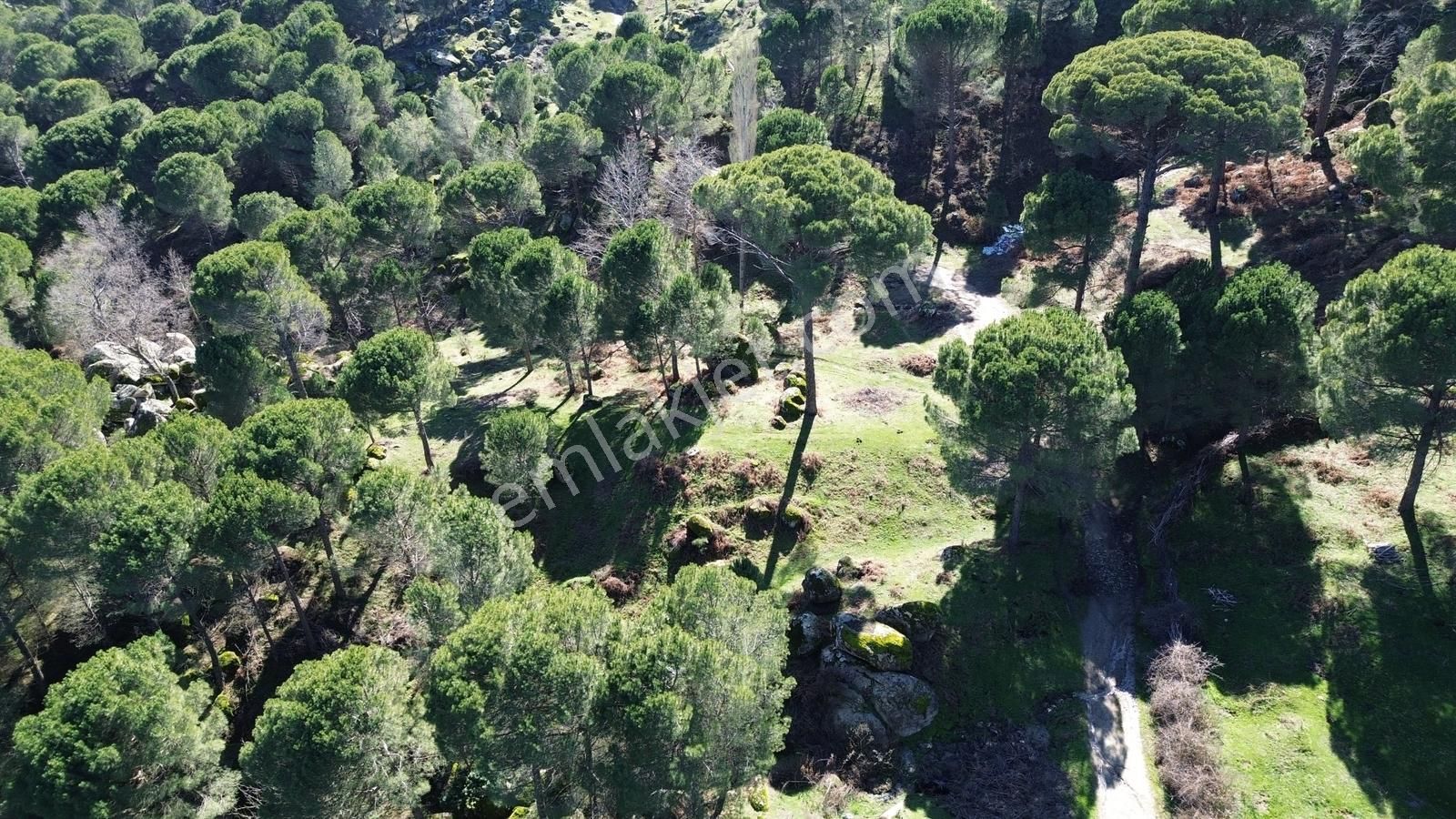 Bergama Kozak Göbeller Mahallesinde Satılık 3.966m2 Fıstıklık - Görsel 16