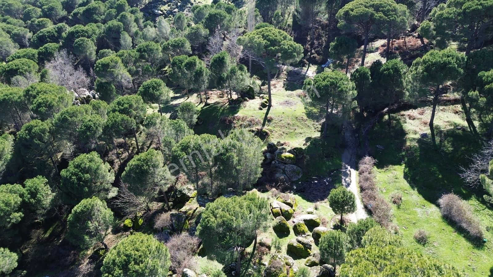 Bergama Kozak Göbeller Mahallesinde Satılık 3.966m2 Fıstıklık - Görsel 17