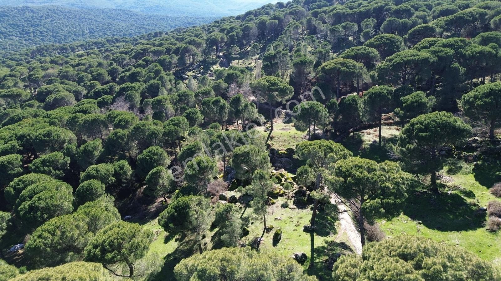 Bergama Kozak Göbeller Mahallesinde Satılık 3.966m2 Fıstıklık - Görsel 20