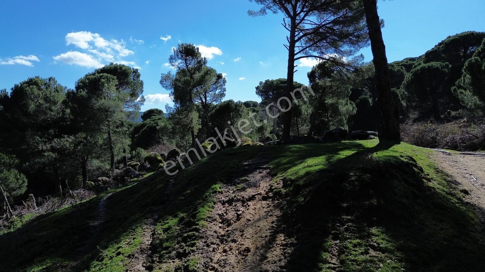 Bergama Kozak Göbeller Mahallesinde Satılık 3.966m2 Fıstıklık - Görsel 13