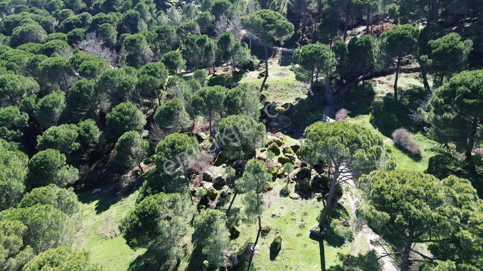 Bergama Kozak Göbeller Mahallesinde Satılık 3.966m2 Fıstıklık - Görsel 6