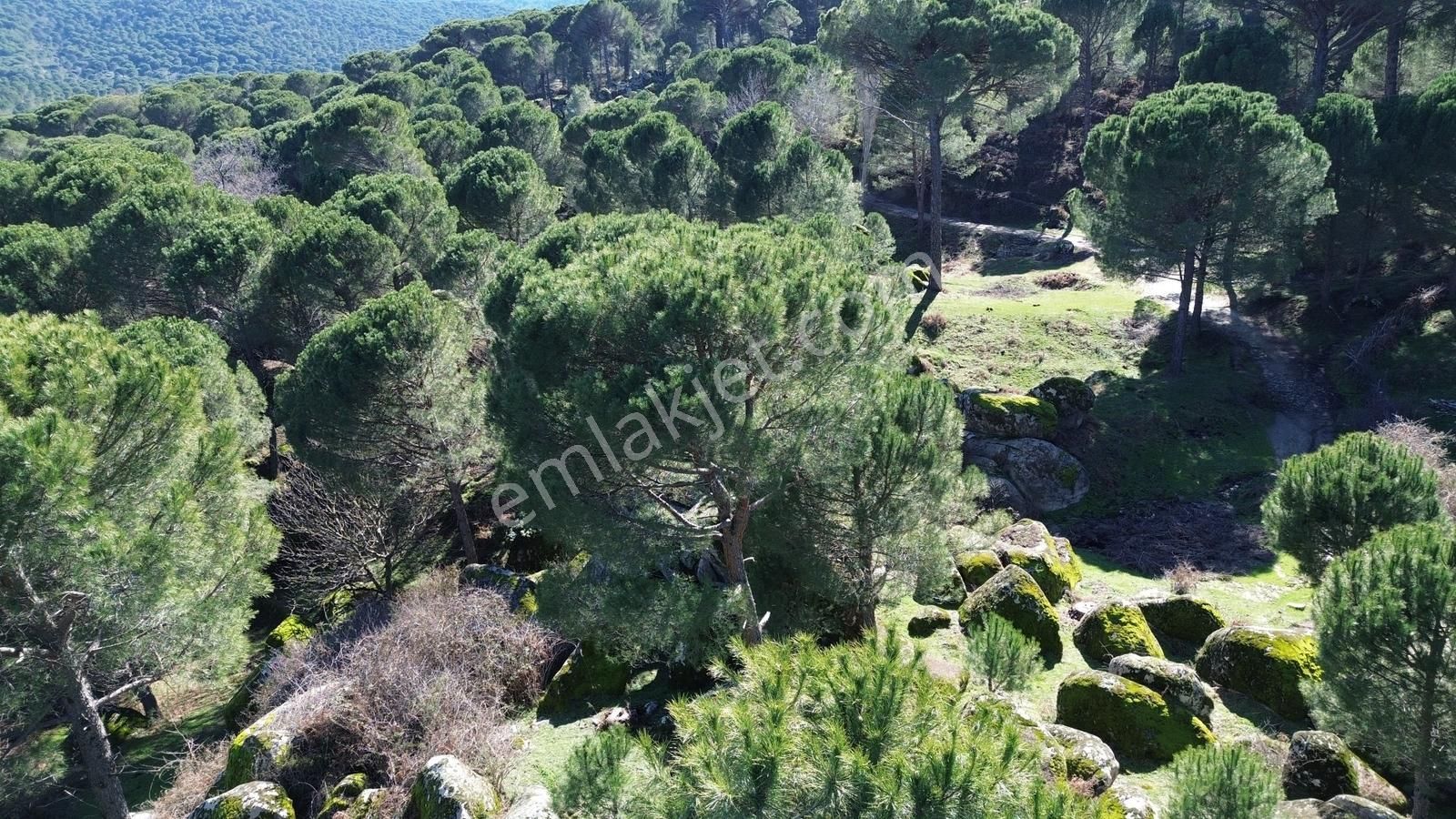 Bergama Kozak Göbeller Mahallesinde Satılık 3.966m2 Fıstıklık - Görsel 9