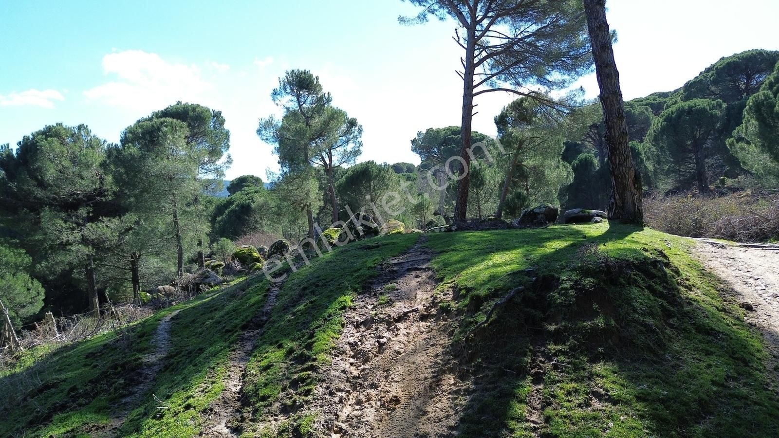 Bergama Kozak Göbeller Mahallesinde Satılık 3.966m2 Fıstıklık - Görsel 14